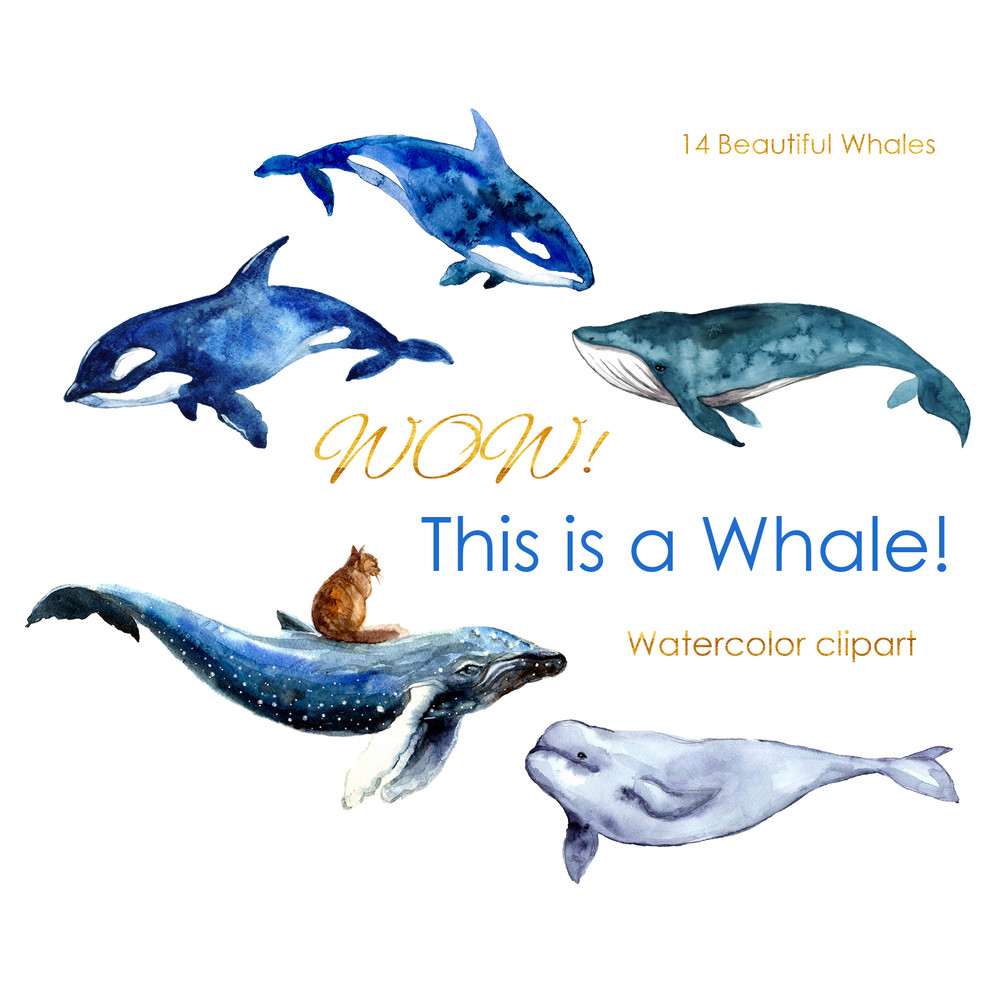Watercolor whale print.jpg