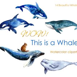 Watercolor Ocean illustartion. Watercolor Clipart. Cute whale postcard. Sea animals illustartions. Whale print