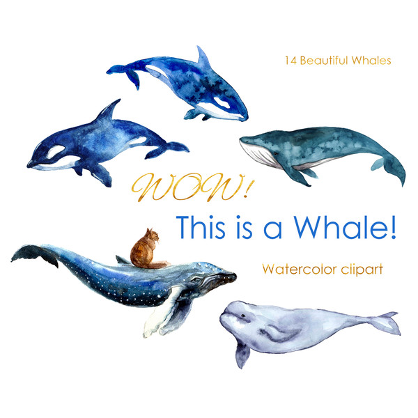 Watercolor whale print.jpg