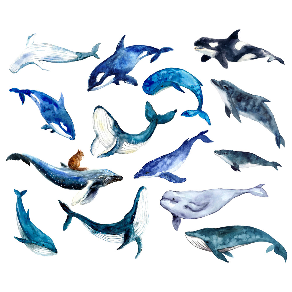 Whale set.jpg