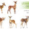 watercolor deer.jpg