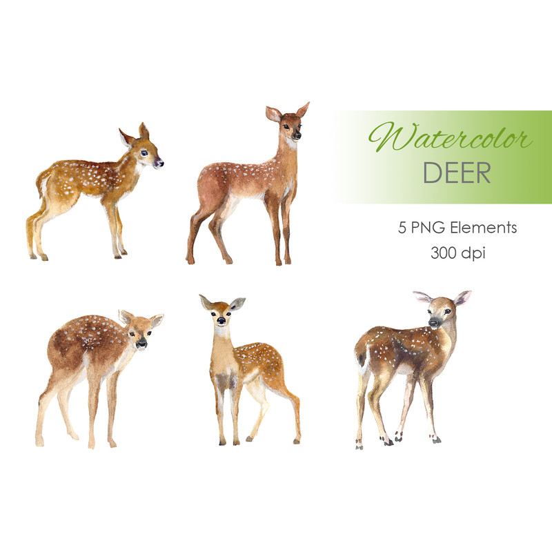 watercolor deer.jpg