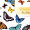 watercolor butterfly .jpg