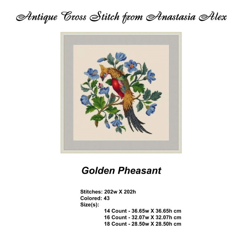 GoldenPheasant-02.jpg