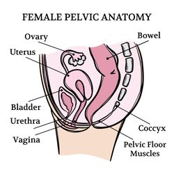 FEMALE PELVIC ANATOMY VIDEO Medicine Education Animation