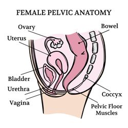 female pelvic anatomy video medicine education animation