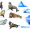 seal animals set.jpg