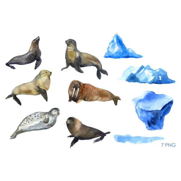 seal animals set.jpg
