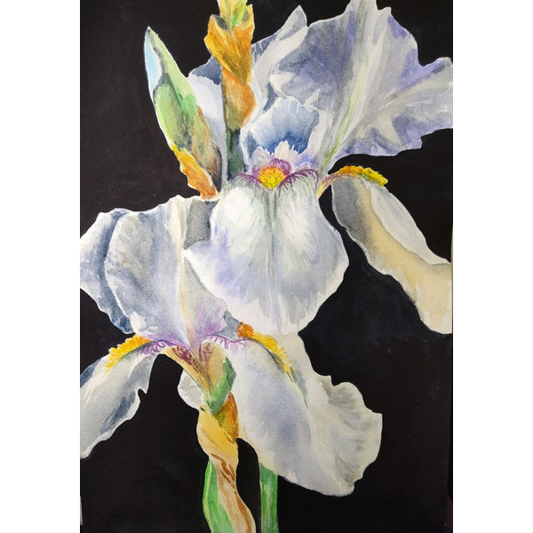 white flowers painting original watercolor artwork irises painting.jpg