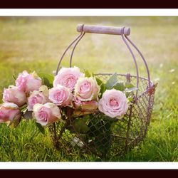 Pink Roses Wall Decor Scenery Print Framed Under Glass Wooden Frame For Home & Office Decor 45X30 Cm For Decor & Gifting