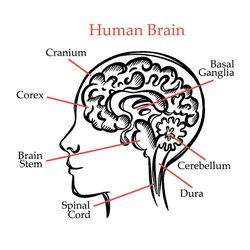 human brain outline video medical education animation banner