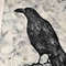 Hand-drawn-bird-raven-by-acrylic-paints-2.jpg