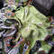 paisley scarf green (5).jpg