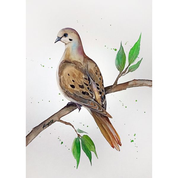 watercolor dove by Anne Gorywine