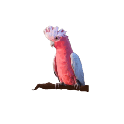 cute pink galah australian parrot bird stickers