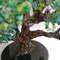 realistic-artificial-bonsai-tree-dark-green-5.jpeg