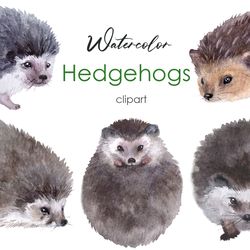 Watercolor cute hedgehog clipart Woodland Baby shower decor. Perfect graphic for any kids projects, wedding invitations