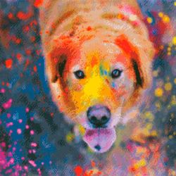 Cross Stitch Patterns Colorful Dog