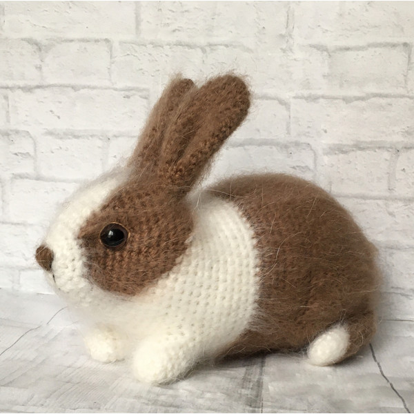 brown dutch rabbit