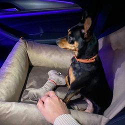 Car seat for dogs with a cover