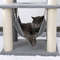 grey-cat-is-resting-in-the-hammock