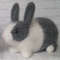 gray dutch rabbit