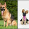 Custom-pet-figurine-German-Shepherd-puppy-dog-German-Shepherd-lover-gift-dog-portrait-dog.jpg