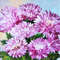 Acrylic-painting-bouquet-of-flowers-pink-asters-3.jpg