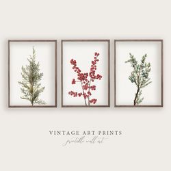 botanical winter print set | neutral vintage painting | country holiday wall decor | 2
