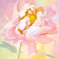Peony Painting Flower Original Art Floral Artwork Pink Oil Painting 16 by 20 inches