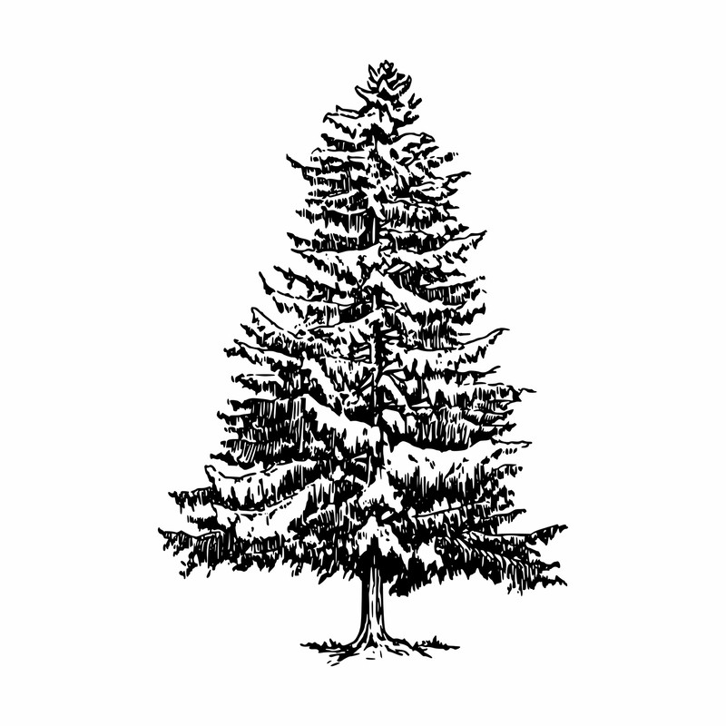 Spruce forest Svg2.jpg