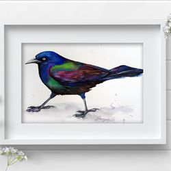 Ordinary grackle original bird watercolor 7x10 inch bird painting, watercolor birds art by Anne Gorywine
