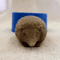 Hedgehog soap