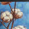 Cotton-oil-painting 4.JPG