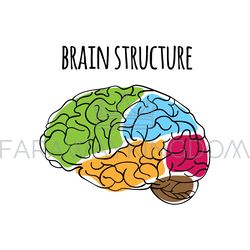 brain structure nervous system medicine vector illustration