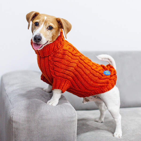 dog_sweater.jpg