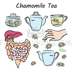 chamomile tea color traditional medicine health vector set