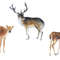 deer watercolor.jpg