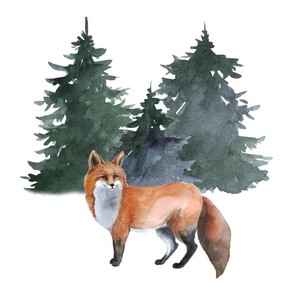 fox watercolor .jpg