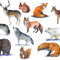 forest animals set.jpg