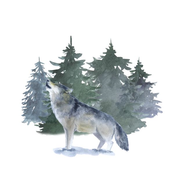 wolf watercolor.jpg