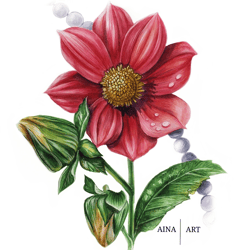 Watercolor botanical painting Dahlias, A4 format on paper, reproduction (print). Original handmade. A great decoration f