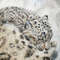 Snow Leopard-original-painting-buy-2.jpg