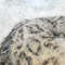 Snow Leopard-original-painting-buy-3.jpg