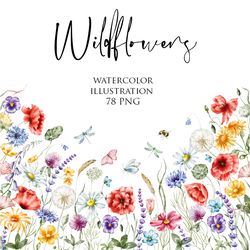 Watercolor floral illustration set – Wildflowers: poppies, chamomile, lavender. Watercolour clipart.