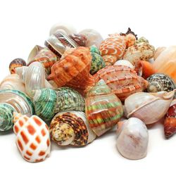 15 Natural Hermit Crab Shells 1"- 3" Opening 0.8"-1.5" Hermit Crab Supplies Pearl Turbo Seashell