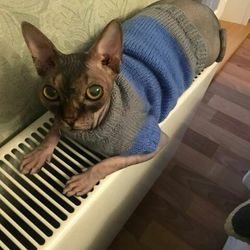 cat clothes,cat sweater,sphynx clothes,sphynx sweater,warm cat clothes,clothes for cat