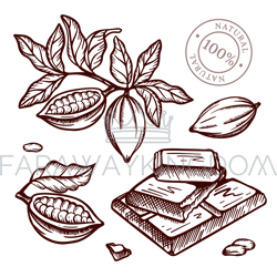 cocoa branch design in sketch style vector illustration set