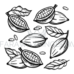 cocoa fruit and cocoa beans clip art vector illustration set