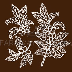 coffee in sketch style plant branch vector illustration set